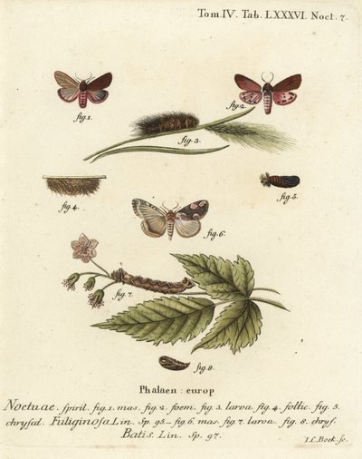 红宝石老虎蛾，Phragmatobia fuliginosa 1-5，和桃花蛾，Thyatira batis 6-8。Johann Carl Bock根据Eugenius Johann Christoph Esper的Die Schmetterlinge in Abbildungen nach der Natur（埃尔朗根）所作的手绘铜版画。 作者 约翰·卡尔·博克（Johann Carl Bock）