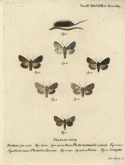 罕见的匕首，Acronicta auricoma 1-3，梧桐蛾，Acronicta aceris，肉豆蔻蛾4,5，Hadula trifolii 6和各种冠状物，Hadena compta 7。Johann Carl Bock根据Eugenius Johann Christoph Esper的Die Schmetterling手绘铜版画。 作者 约翰·卡尔·博克（Johann Carl Bock）