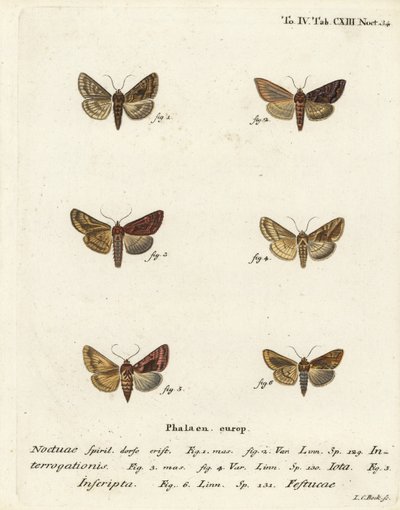 罕见的银Y，Syngrapha interrogationis 1,2，普通的金Y，Autographa jota 3-5，金斑，Plusia festucae 6。Johann Carl Bock根据Eugenius Johann Christoph Esper的Die Schmetterlinge in Abbildungen nach der Nat进行的手绘铜版雕刻。 作者 约翰·卡尔·博克（Johann Carl Bock）