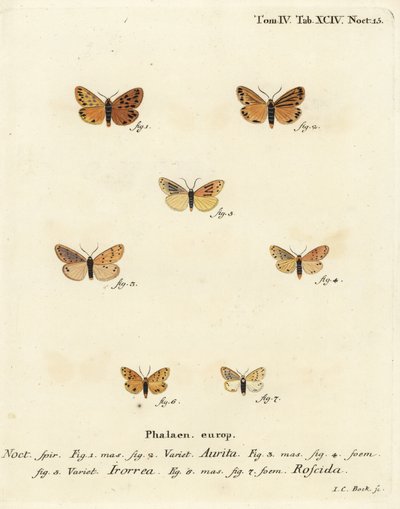 Setina aurita蛾子1,2，露水蛾，Setina irrorella 3-5，以及Setina roscida蛾子6,7。Johann Carl Bock根据Eugenius Johann Christoph Esper的Die Schmetterlinge in Abbildungen nach der Natur（埃尔朗根）所作的手绘铜版画。 作者 约翰·卡尔·博克（Johann Carl Bock）