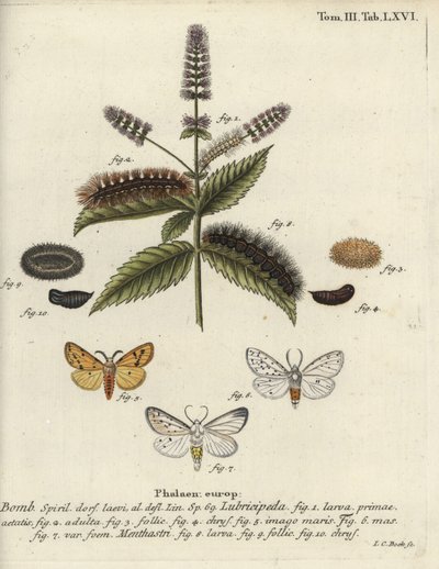 白貂，Spilosoma lubricipeda。 作者 约翰·卡尔·博克（Johann Carl Bock）