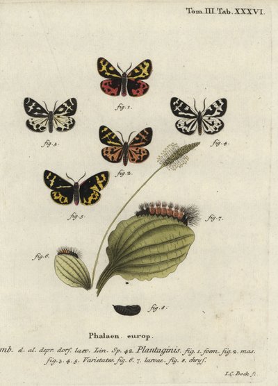 木虎蛾，Parasemia plantaginis。 作者 约翰·卡尔·博克（Johann Carl Bock）