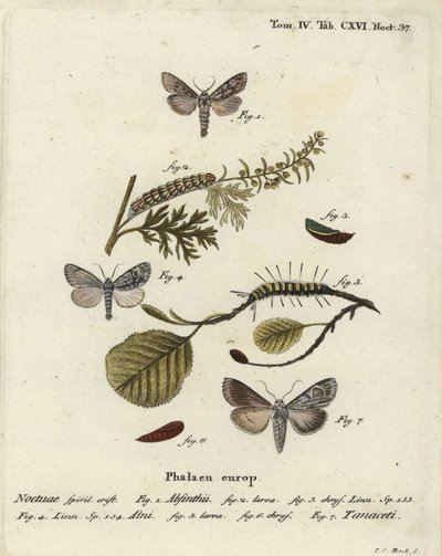 虫草蛾，Cucullia absinthii 1-3，桤木蛾，Acronicta alni 4-6，以及Cucullia tanaceti 7。Johann Carl Bock根据Eugenius Johann Christoph Esper的Die Schmetterlinge in Abbildungen nach der Natur（埃尔朗根）所作的手绘铜版画。 作者 约翰·卡尔·博克（Johann Carl Bock）