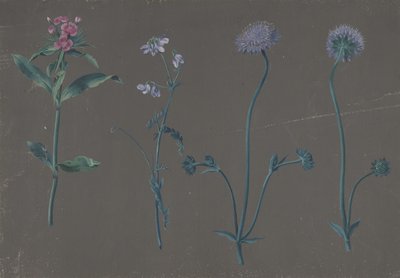 三朵花的研究》，1781年。 作者 约翰·克里斯蒂安·奥古斯特·伯恩鲍姆