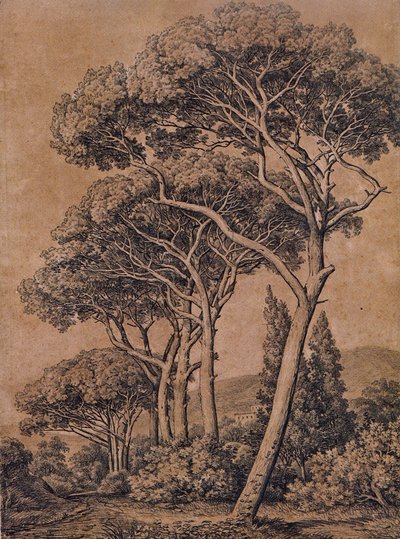 J C Reinhart 伞形松 1791 年 作者 约翰·克里斯汀·赖因哈特（Johann Christian Reinhart）