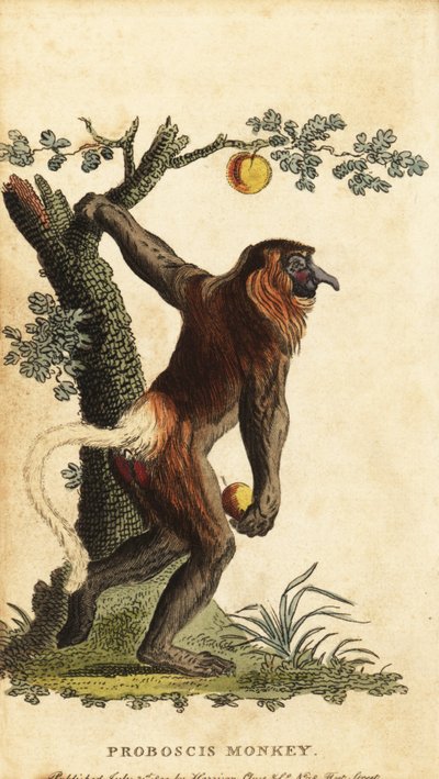 长鼻猴，Nasalis larvatus。 濒危。 ,1800（雕刻） 作者 约翰·埃伯哈德·伊勒