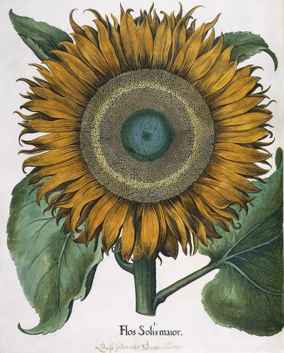 Flos Solis Maior，1613年 作者 约翰·恩斯特·伦奇
