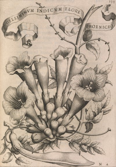 Gelsiminvm indicvm flore phoeniceo, 1633. 作者 约翰·弗里德里希·格鲁特