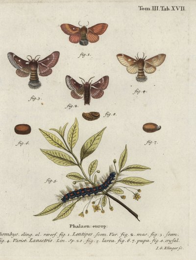 Eastern eggar and small eggar moths. 作者 约翰·格奥尔格·克林格
