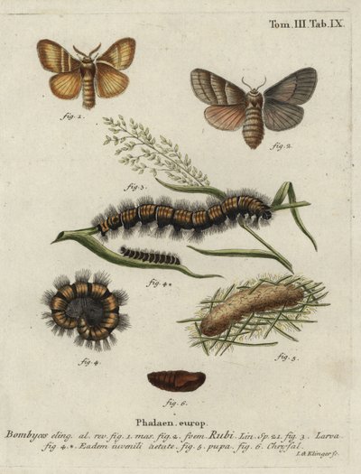 Fox moth, Macrothylacia rubi. 作者 约翰·格奥尔格·克林格