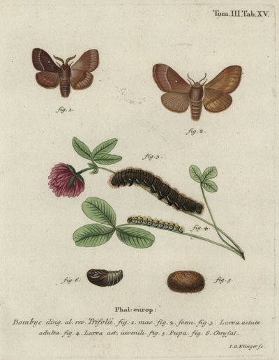 Grass eggar, Lasiocampa trifolii. 作者 约翰·格奥尔格·克林格