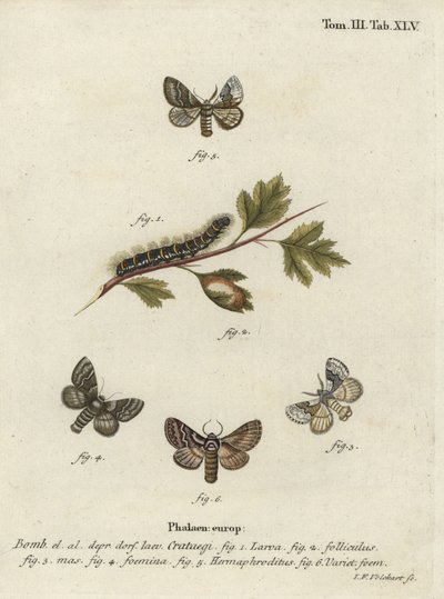 Pale oak eggar, Trichiura crataegi. 作者 约翰·格奥尔格·克林格
