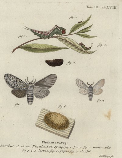 Puss moth, Cerura vinula. 作者 约翰·格奥尔格·克林格