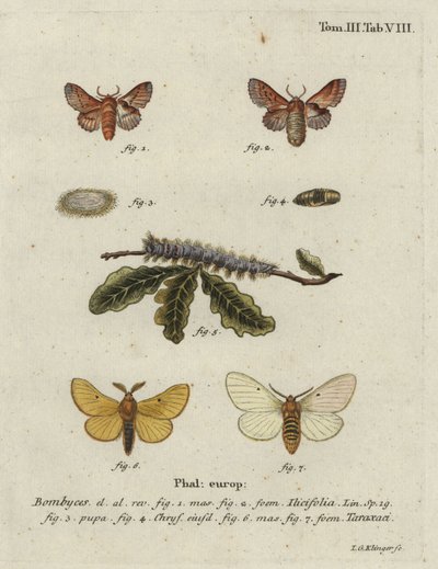 Small lappet and autumn silkworm moth. 作者 约翰·格奥尔格·克林格