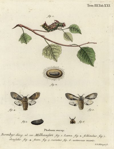 Tawny prominent moth, Harpyia milhauseri. 作者 约翰·格奥尔格·克林格