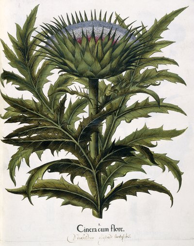 Cinera Cum Flore，1613年 作者 约翰·乔治·齐塞尼斯（Johann Georg Ziesenis）