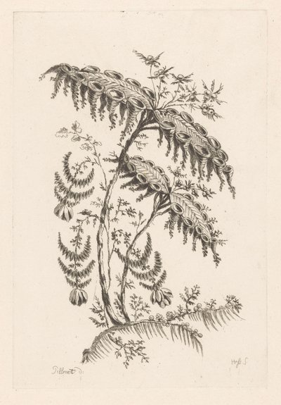 叶子呈喇叭状 巴洛克之花（系列标题） 作者 查尔斯·列维兹