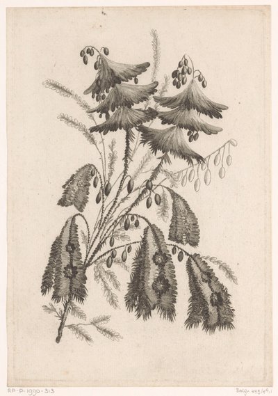 副太阳花 品味新花的收藏； 波斯织物制造（系列标题） 作者 查尔斯·列维兹