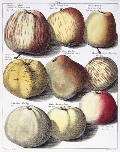 各种苹果，1758年 作者 约翰·赫尔曼·努普（Johann Hermann Knoop）