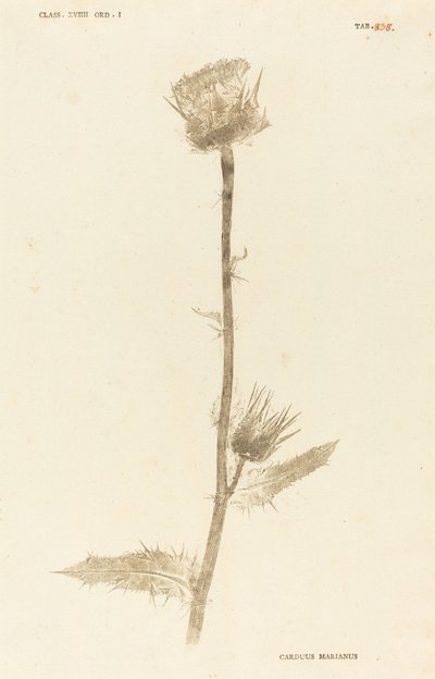 Carduus mararianus 作者 约翰·希罗尼穆斯·克尼霍夫