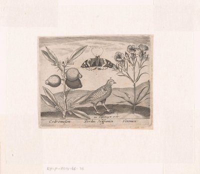 风景中的花卉和动物系列版画
有柠檬草、鹌鹑和麦冬的风景画
有动物、植物和花卉的风景画（系列名称） 作者 约翰霍根伯格