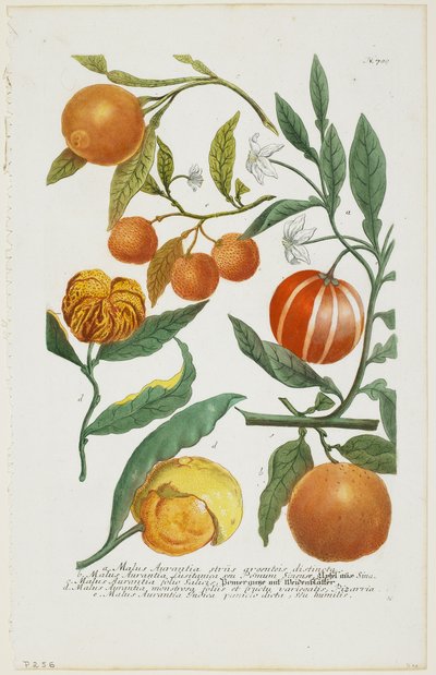ae Malus Aurantia等，来自Phytanthoza Iconographia，1735-45 作者 约翰·雅各布·海德（Johann Jakob Haid）