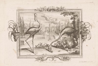 特威火烈鸟 Aves dicta Flaminges ex India Occidentali（物体上的标题） 作者 约翰·雅各布·施特尔策