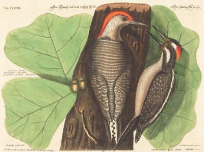 红腹啄木鸟(Picus Carolinus) 作者 马克·凯茨比之后的约翰·迈克尔·塞利格曼