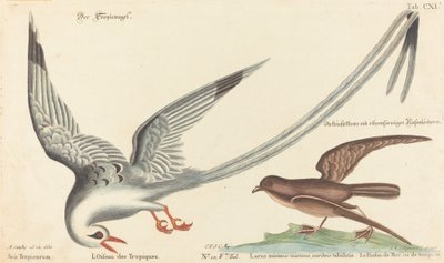 热带鸟（Phaeton aethereus）。 作者 马克·凯茨比之后的约翰·迈克尔·塞利格曼