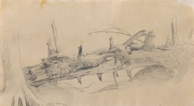 根系、倒塌的树木 作者 约翰·彼得·克拉夫特