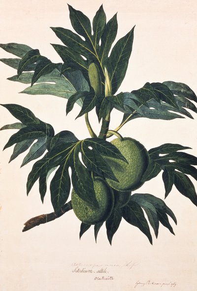 结满果实的面包果树枝条，约 1773 年（雕刻） 作者 约翰·塞巴斯蒂安·穆勒（Johann Sebastien Muller）