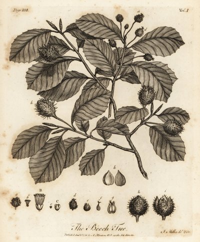 欧洲山毛榉或普通山毛榉，Fagus sylvatica。 作者 约翰·塞巴斯蒂安·穆勒（Johann Sebastien Muller）