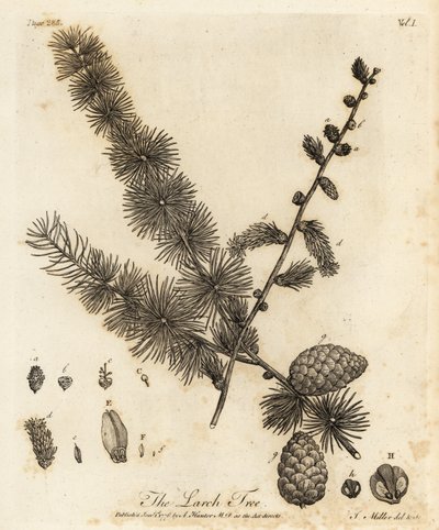 欧洲落叶松，落叶松落叶松。 作者 约翰·塞巴斯蒂安·穆勒（Johann Sebastien Muller）