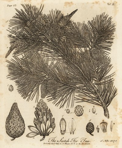 欧洲赤松，Pinus sylvestris。 作者 约翰·塞巴斯蒂安·穆勒（Johann Sebastien Muller）