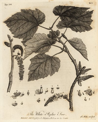 白杨树，白杨。 作者 约翰·塞巴斯蒂安·穆勒（Johann Sebastien Muller）
