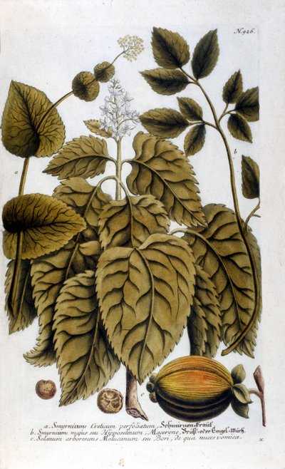 Smyrnium Cretium perfoliatum - Maceron de Crete 或 Maceron perfolia。 取自 J. W. Weinmann 植物标本馆的盘子 作者 约翰·威廉·温曼