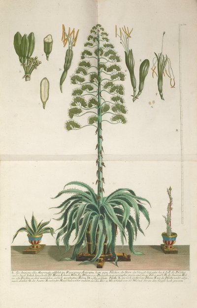 美洲芦荟》对开 Mucronato 版的雕刻和插图版，约 1735-1737 年 作者 约翰·威廉·温曼