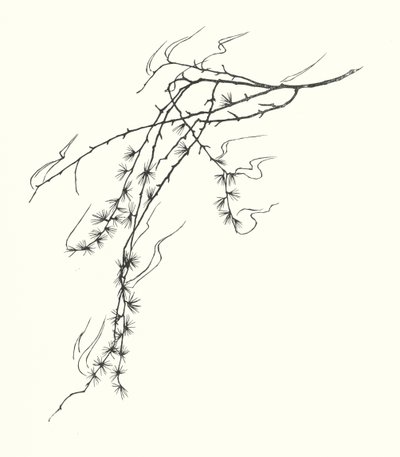 约翰娜-贝克曼剪影（平版） 作者 约翰娜贝克曼