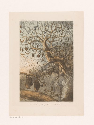 Vleermuizen in een boom
马约特岛上的芬尼（Pteropus Edwardsii）之会（标题见实物）
Relation de voyage（物品上的系列名称） 作者 彼得威廉马里努斯陷阱