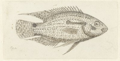热带鱼 Chromis epse 作者 约翰内斯·勒·弗朗克·范伯克伊