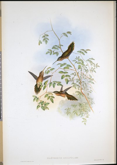 阿道夫的隐士（Phaethornis Adolphi）（手绘石版）。 作者 约翰（继）古尔德