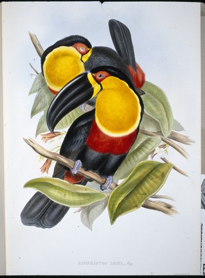 Ariel Toucan (Ramphastos Ariel)（手绘石版画） 作者 约翰（继）古尔德