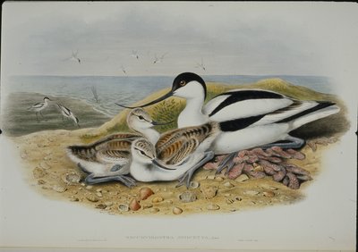Avocet (Recurvirostra Avocetta)（手绘石版画） 作者 约翰（继）古尔德