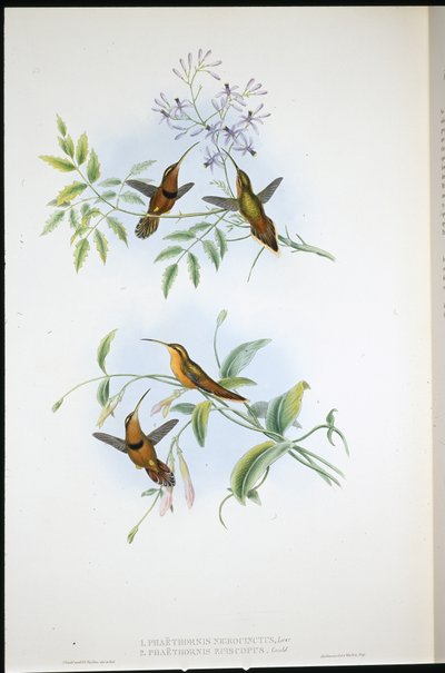 束带隐士（Phaethornis Nigrocinctus）和主教隐士（Phaethornis Episcopus）（手绘石版画） 作者 约翰（继）古尔德