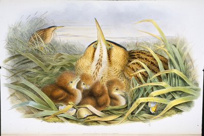 卤水（Botaurus Stellaris）（手绘石版画） 作者 约翰（继）古尔德