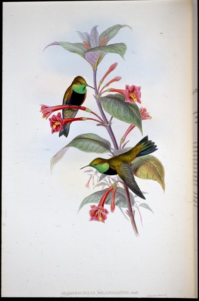 黑胸山星（Oreotrochilus Melanogaster）（手绘平版）。 作者 约翰（继）古尔德