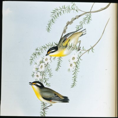 黑头鹦鹉（Pardalotus Melanocephalus）（手绘平版）。 作者 约翰（继）古尔德