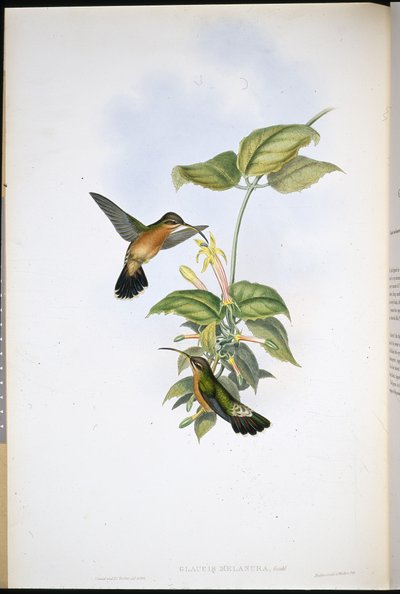 黑尾隐士(Glaucis Melanura)(手绘平版) 作者 约翰（继）古尔德