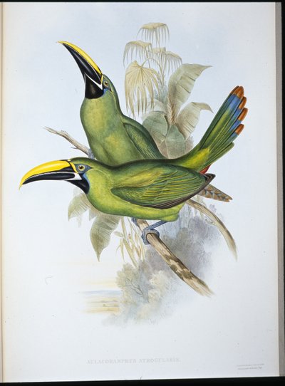黑喉鸟（Aulacoramphus Atrogularis）（手绘版）。 作者 约翰（继）古尔德