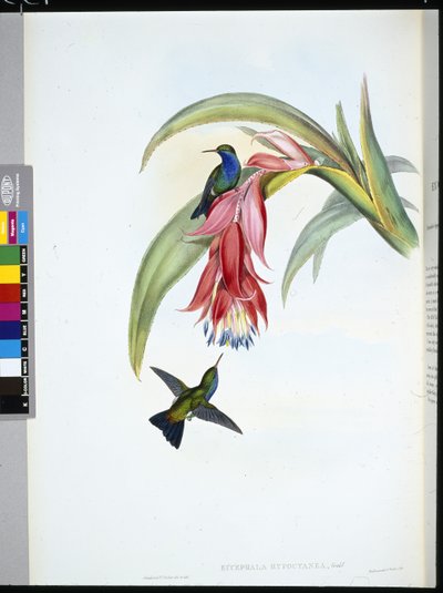 蓝胸蓝宝石 (Eucephala Hypocyanea)（手工彩色石版画） 作者 约翰（继）古尔德